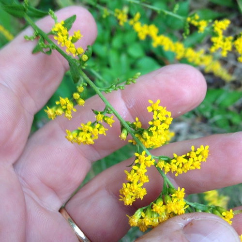 Solidago ulmifolia (elm-leaved goldenrod) (alternate view 4)