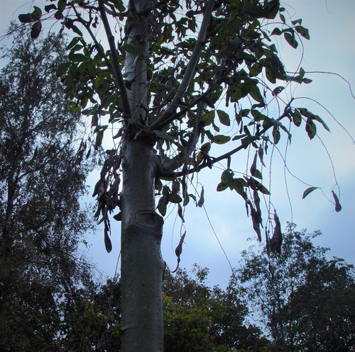 Laburnum x watereri (Goldenchain Tree)