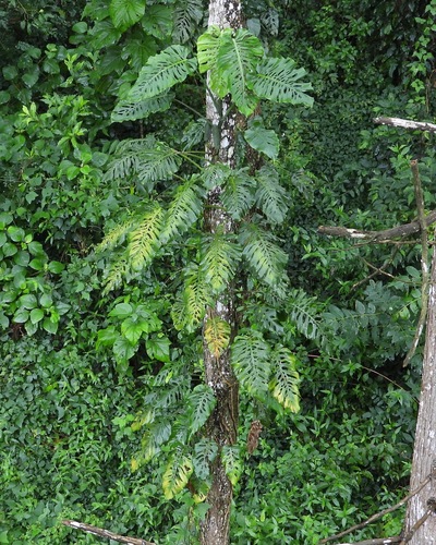 Monstera siltepecana (Silver Monstera)