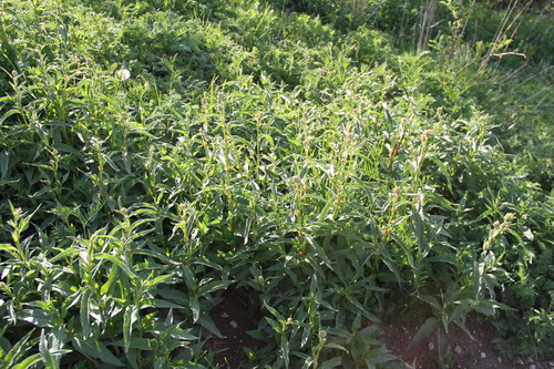 Koenigia alpina (alternate view 4)