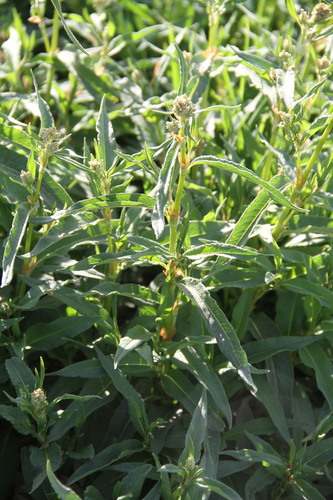 Koenigia alpina (alternate view 5)