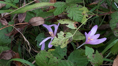 Colchicum autumnale (Autumn Crocus) (alternate view 2)