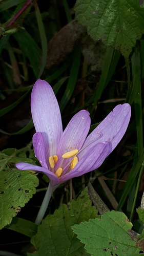 Colchicum autumnale (Autumn Crocus)