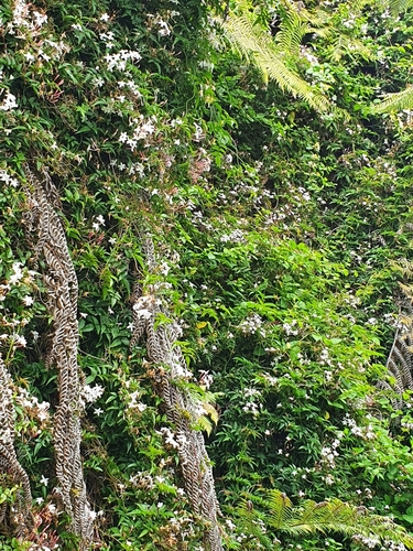 Jasminum polyanthum (Pink Jasmine)