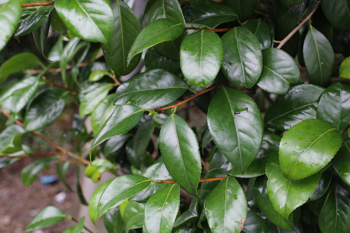 Camellia japonica (Japanese camellia) (alternate view 10)