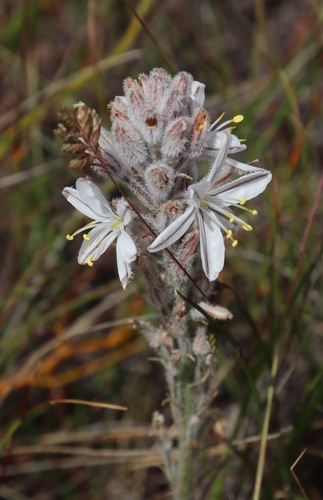 Trachyandra (Capespinachs) (alternate view 4)