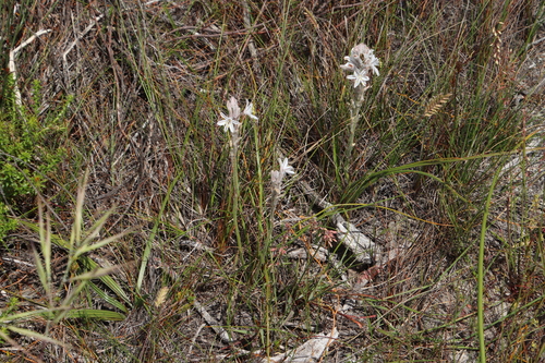 Trachyandra (Capespinachs) (alternate view 5)
