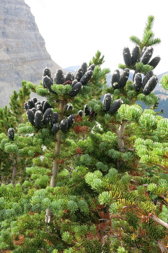 Abies lasiocarpa (alpine fir) (alternate view 5)