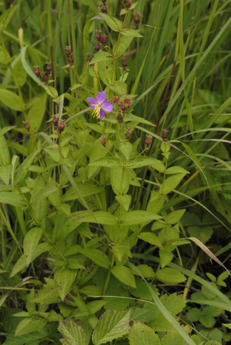 Rhexia virginica (Virginia meadowbeauty) (alternate view 4)