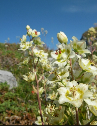 Anticlea elegans (Mountain Deathcamas)