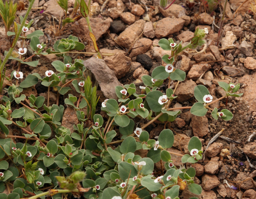 Euphorbia albomarginata (Whitemargin Sandmat) (alternate view 5)