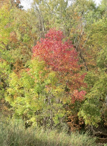 Liquidambar styraciflua (sweetgum) (alternate view 7)