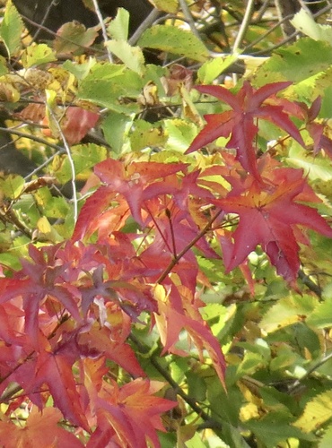 Liquidambar styraciflua (sweetgum) (alternate view 8)