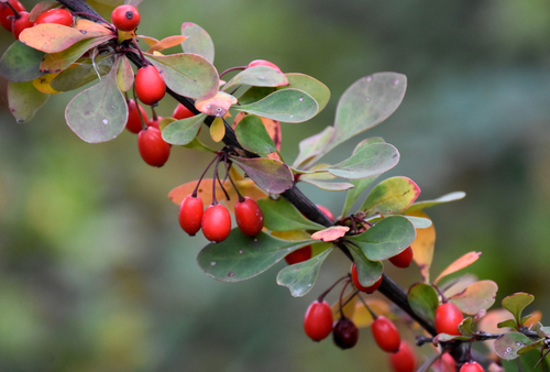 Berberis thunbergii (Japanese barberry) (alternate view 12)