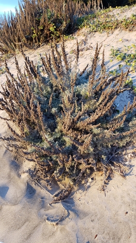 Artemisia pycnocephala (coastal sagewort) (alternate view 4)