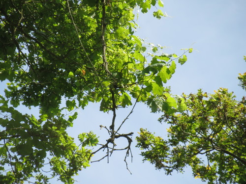 Vitis vinifera (grape) (alternate view 2)