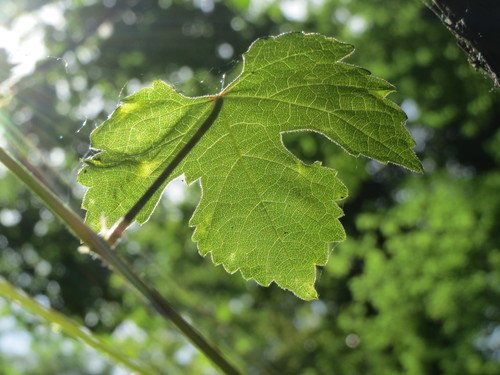 Vitis vinifera (grape) (alternate view 3)