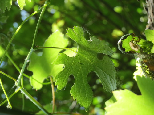 Vitis vinifera (grape) (alternate view 4)