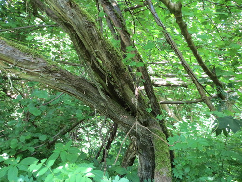 Vitis vinifera (grape) (alternate view 5)