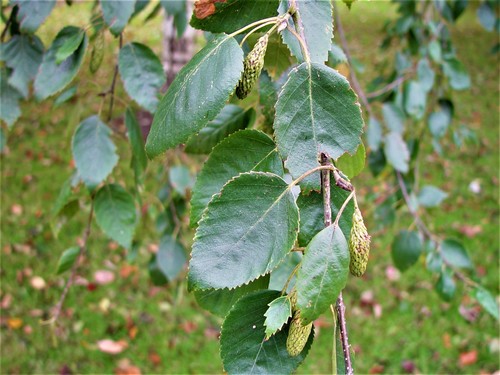 Betula utilis var. jacquemontii (White-barked Himalayan Birch) (alternate view 2)
