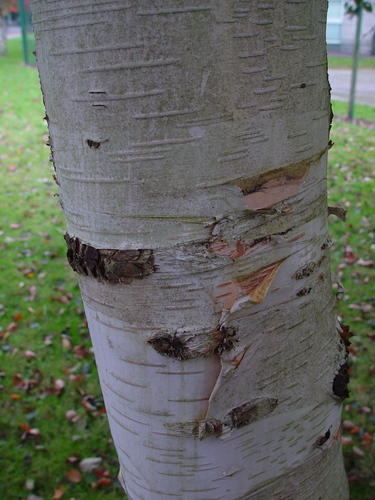 Betula utilis var. jacquemontii (White-barked Himalayan Birch) (alternate view 3)