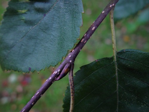 Betula utilis var. jacquemontii (White-barked Himalayan Birch) (alternate view 4)