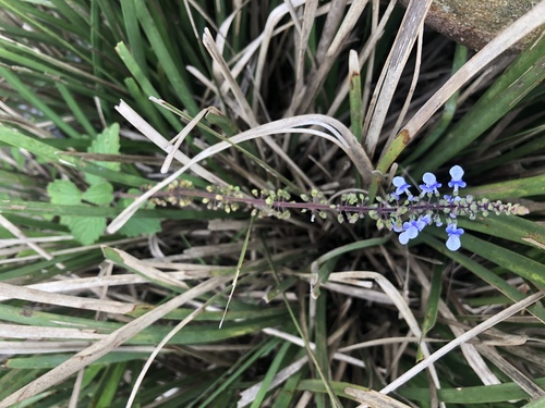 Coleus australis (little spurflower) (alternate view 2)