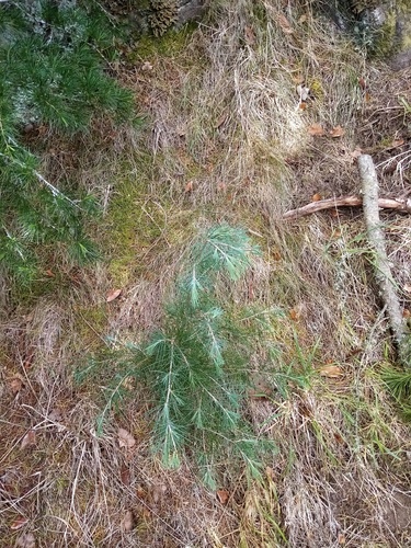 Cedrus deodara (deodar cedar) (alternate view 7)