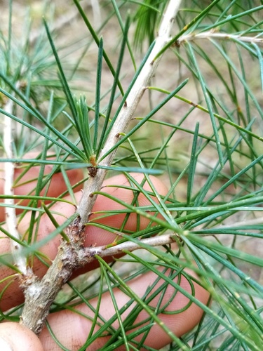 Cedrus deodara (deodar cedar) (alternate view 8)