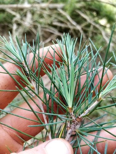Cedrus deodara (deodar cedar) (alternate view 10)
