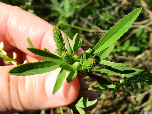 Melilotus albus (White Sweetclover)
