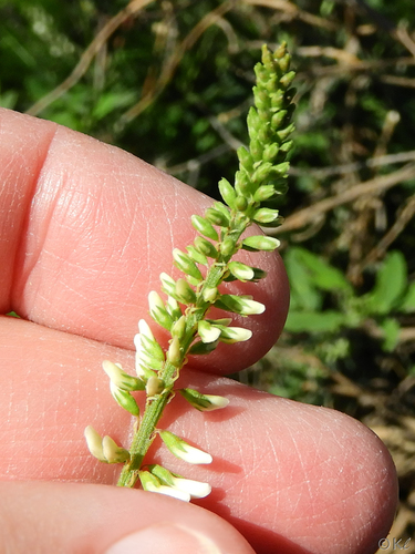 Melilotus albus (White Sweetclover)