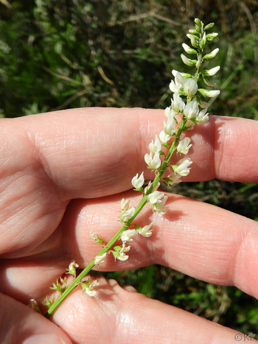 Melilotus albus (White Sweetclover)