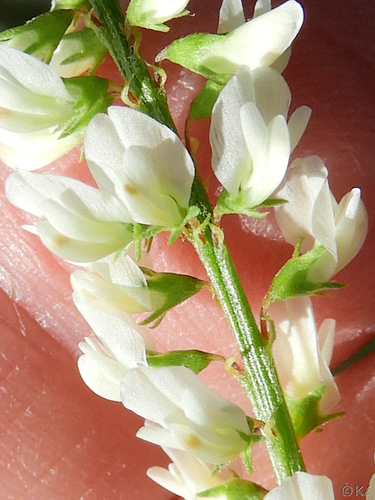 Melilotus albus (White Sweetclover)