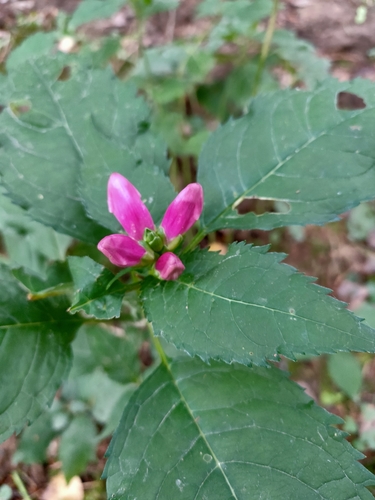 Chelone obliqua (Rose Turtlehead) (alternate view 3)