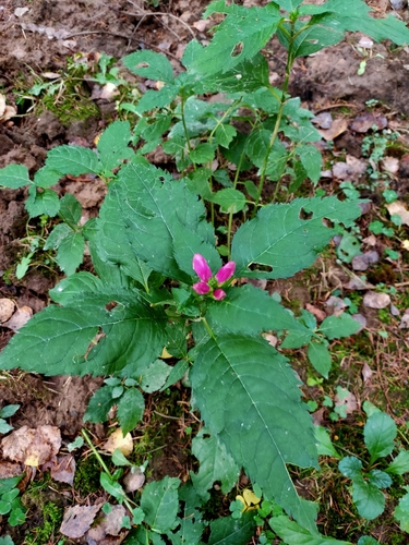 Chelone obliqua (Rose Turtlehead) (alternate view 4)