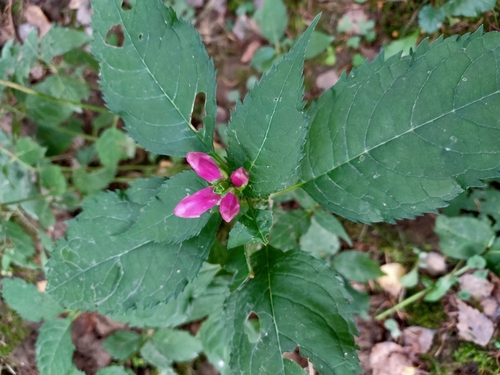 Chelone obliqua (Rose Turtlehead) (alternate view 5)
