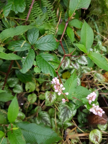 Koenigia campanulata (Lesser Knotweed) (alternate view 3)