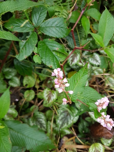 Koenigia campanulata (Lesser Knotweed) (alternate view 4)