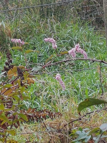 Koenigia campanulata (Lesser Knotweed) (alternate view 5)
