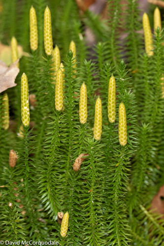 Spinulum annotinum (interrupted clubmoss)