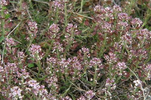 Iberis saxatilis (rock candytuft) (alternate view 3)