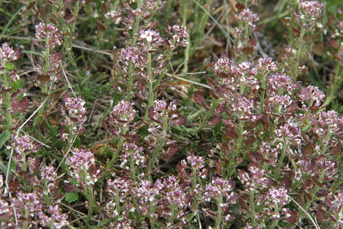 Iberis saxatilis (rock candytuft) (alternate view 4)