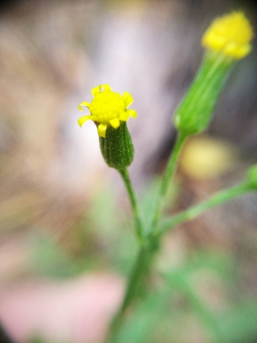 Senecio sylvaticus (wood groundsel)