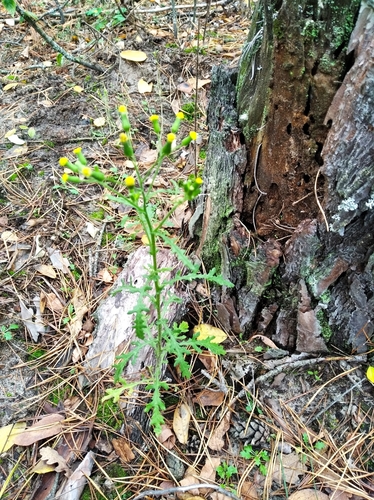 Senecio sylvaticus (wood groundsel) (alternate view 2)