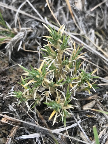 Phlox hoodii (spiny phlox) (alternate view 5)