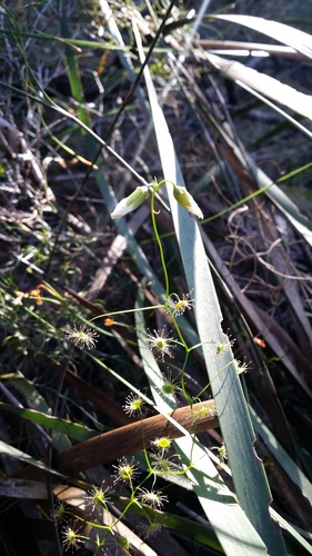 Drosera pallida (Pale Rainbow) (alternate view 4)