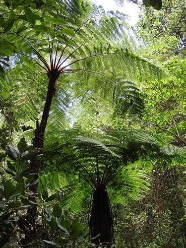 Cyathea (scaly tree ferns) (alternate view 7)