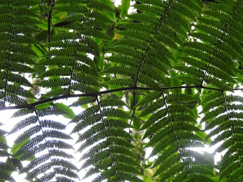 Cyathea (scaly tree ferns) (alternate view 8)