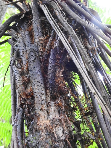 Cyathea (scaly tree ferns) (alternate view 9)